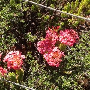 Meet your Posher, Renee